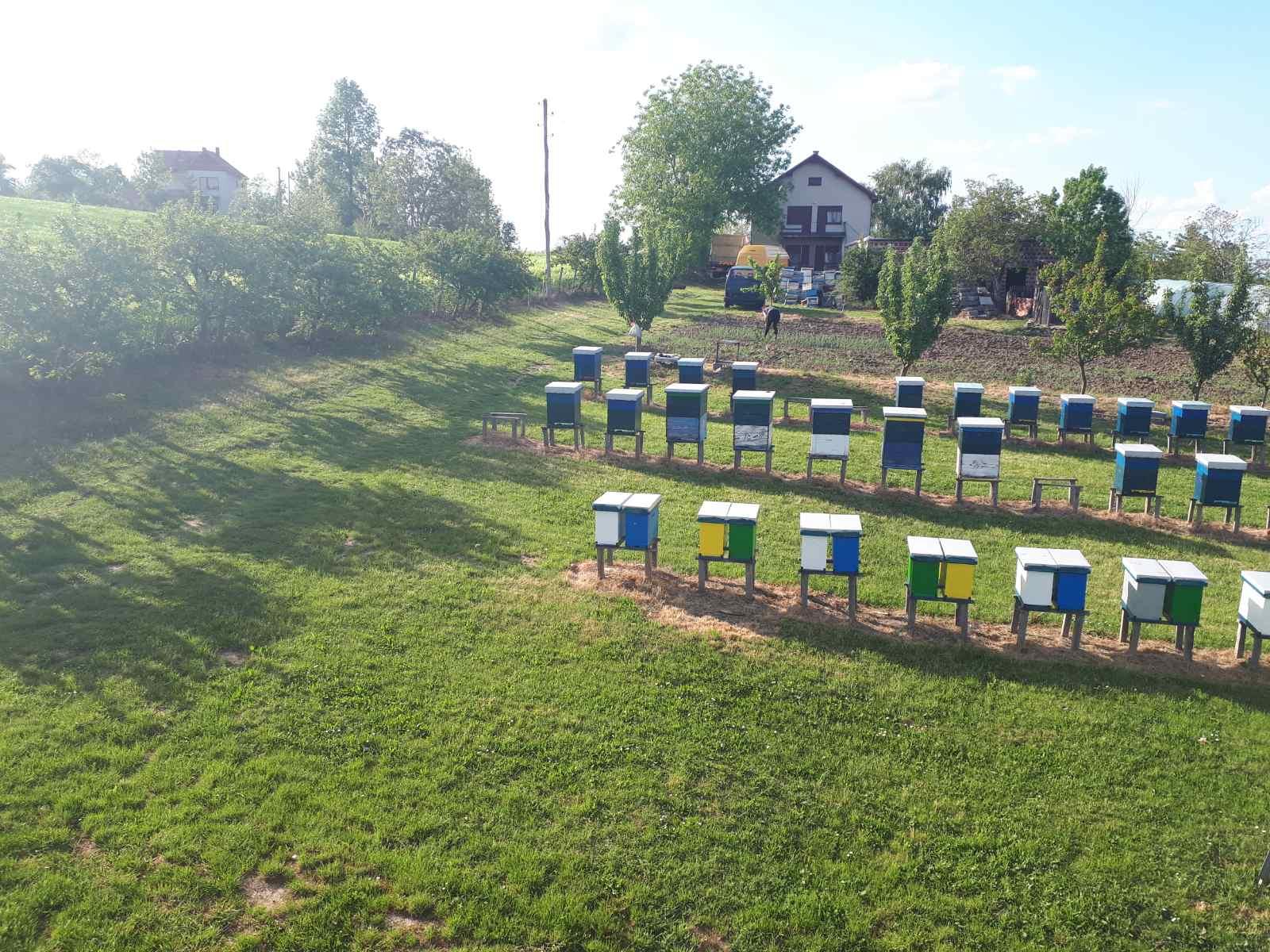 Fotografija iz pčelinjaka 4