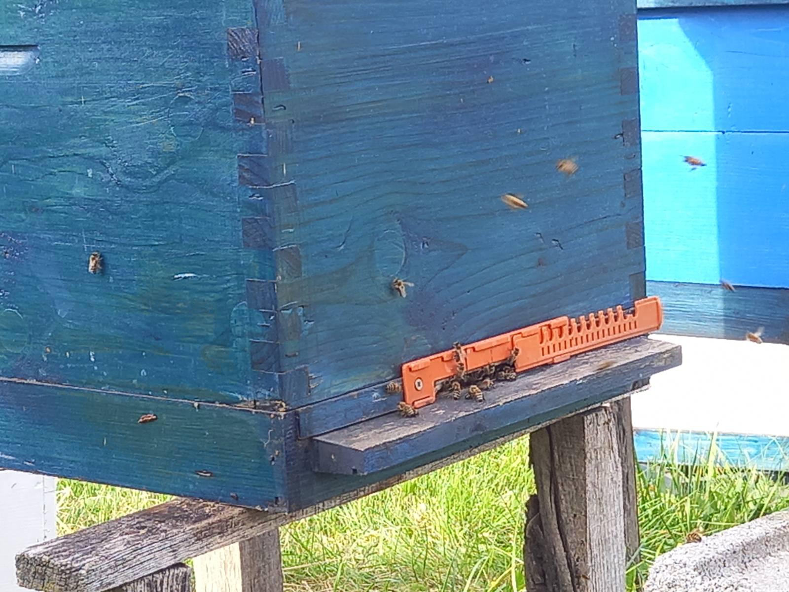 Fotografija iz pčelinjaka 5