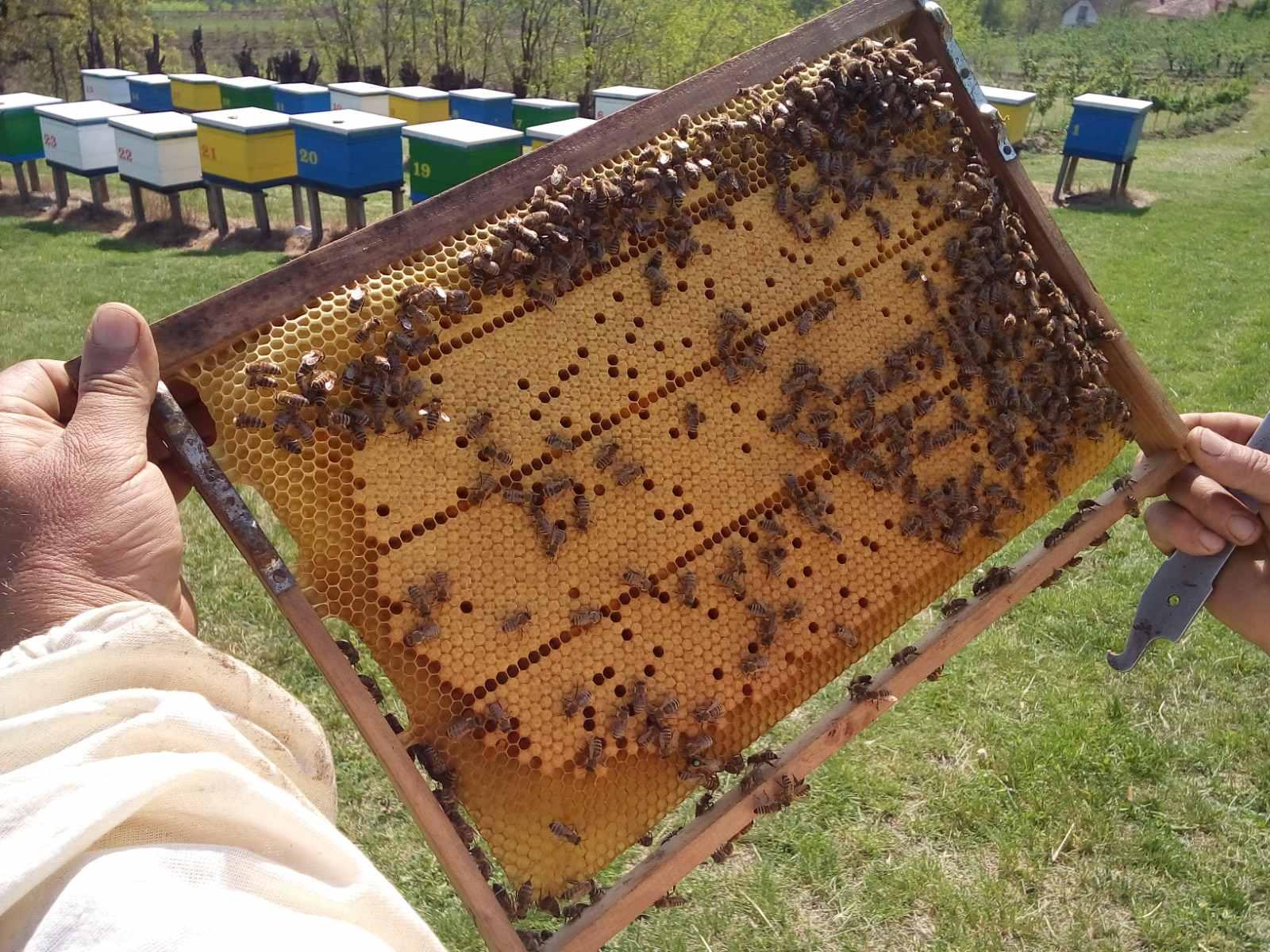 Fotografija iz pčelinjaka 6