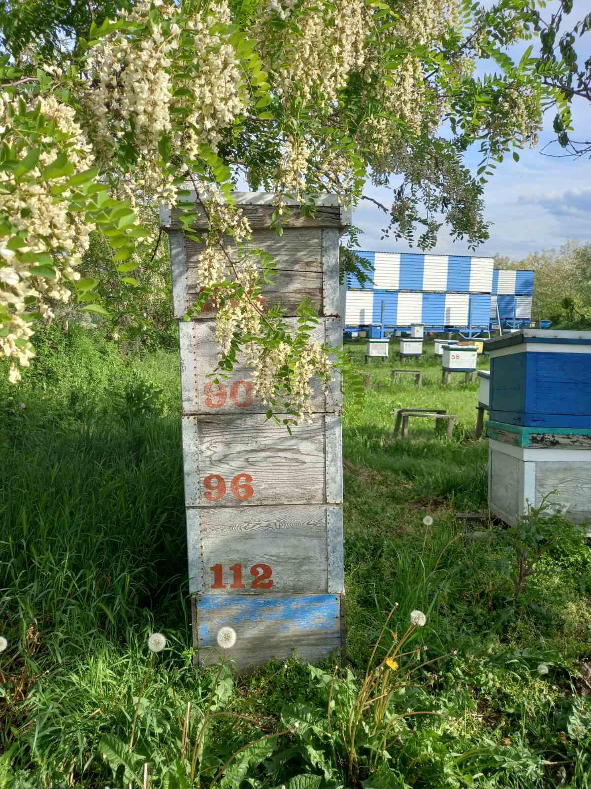 Fotografija iz pčelinjaka 7