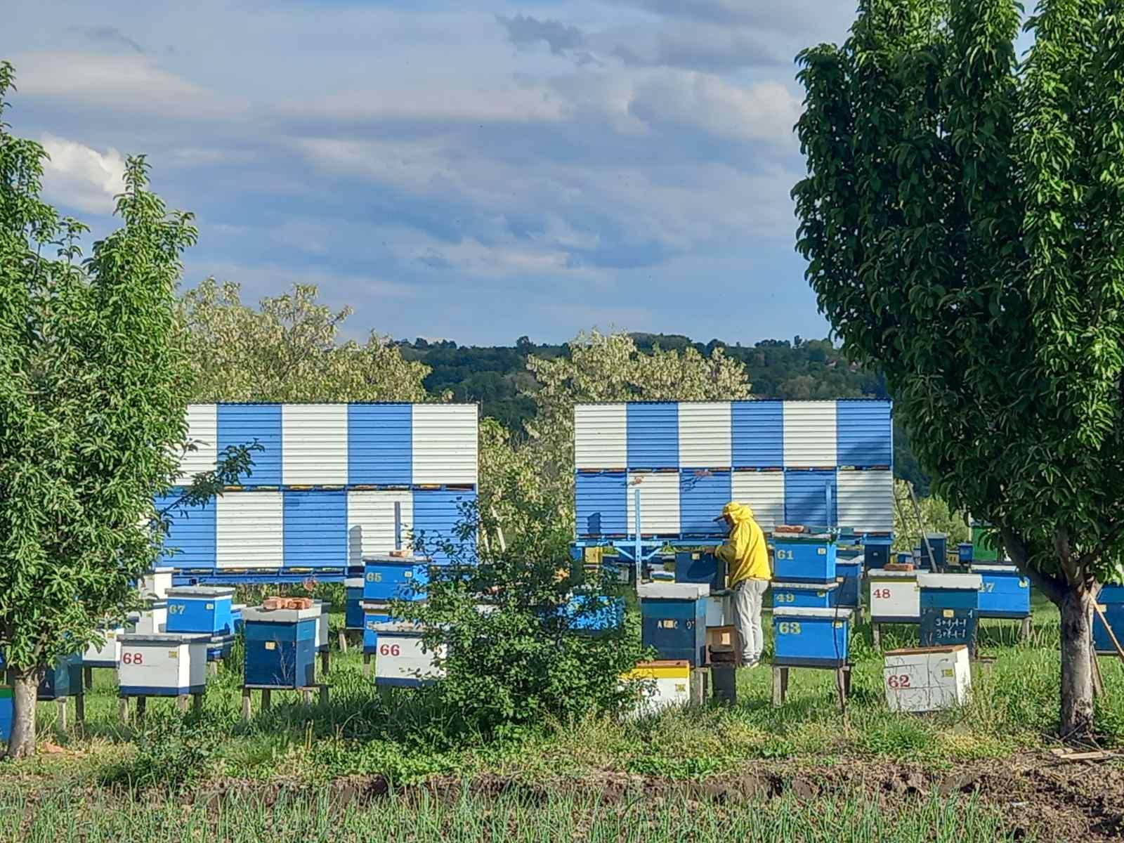 Fotografija iz pčelinjaka 8