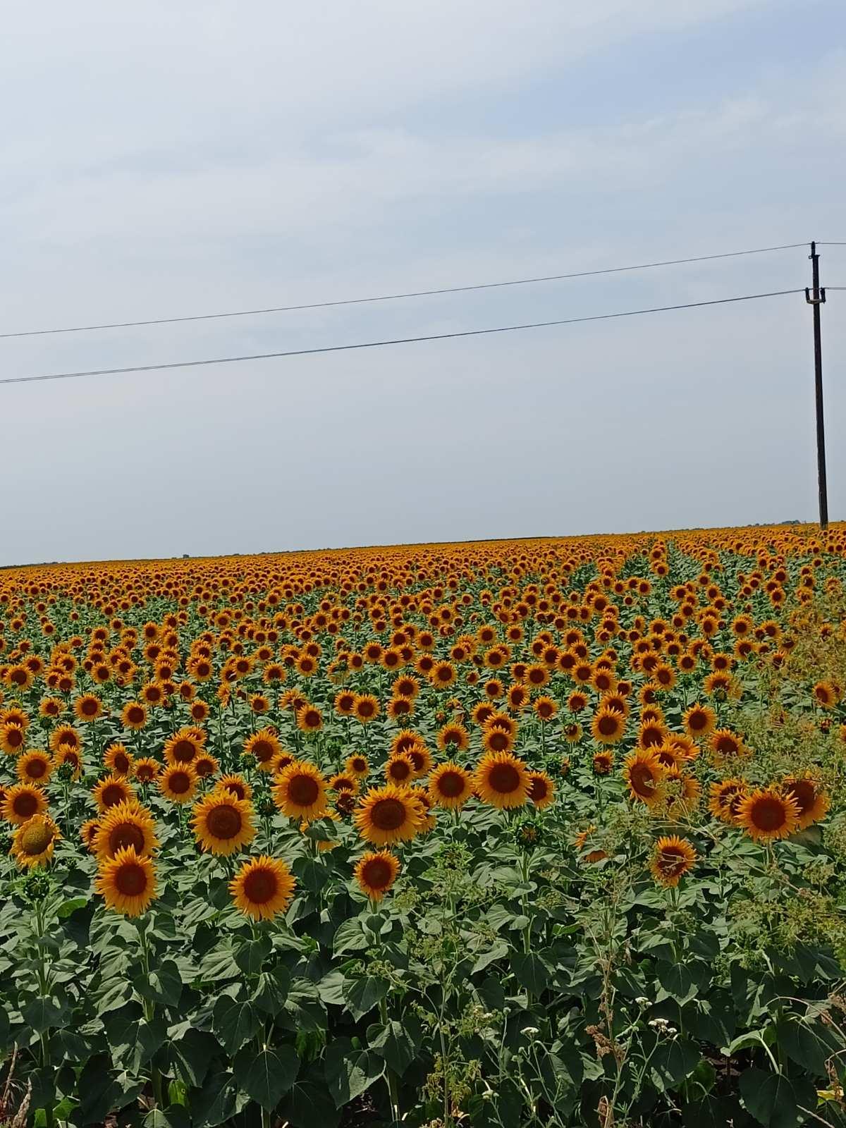 Fotografija iz pčelinjaka 10