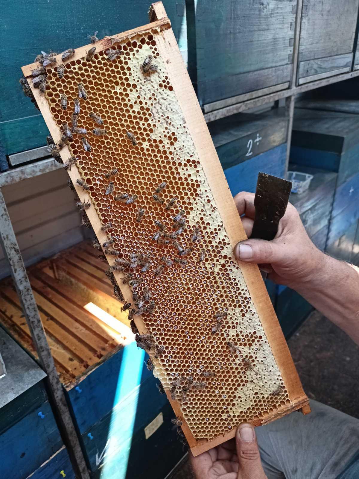 Fotografija iz pčelinjaka 11