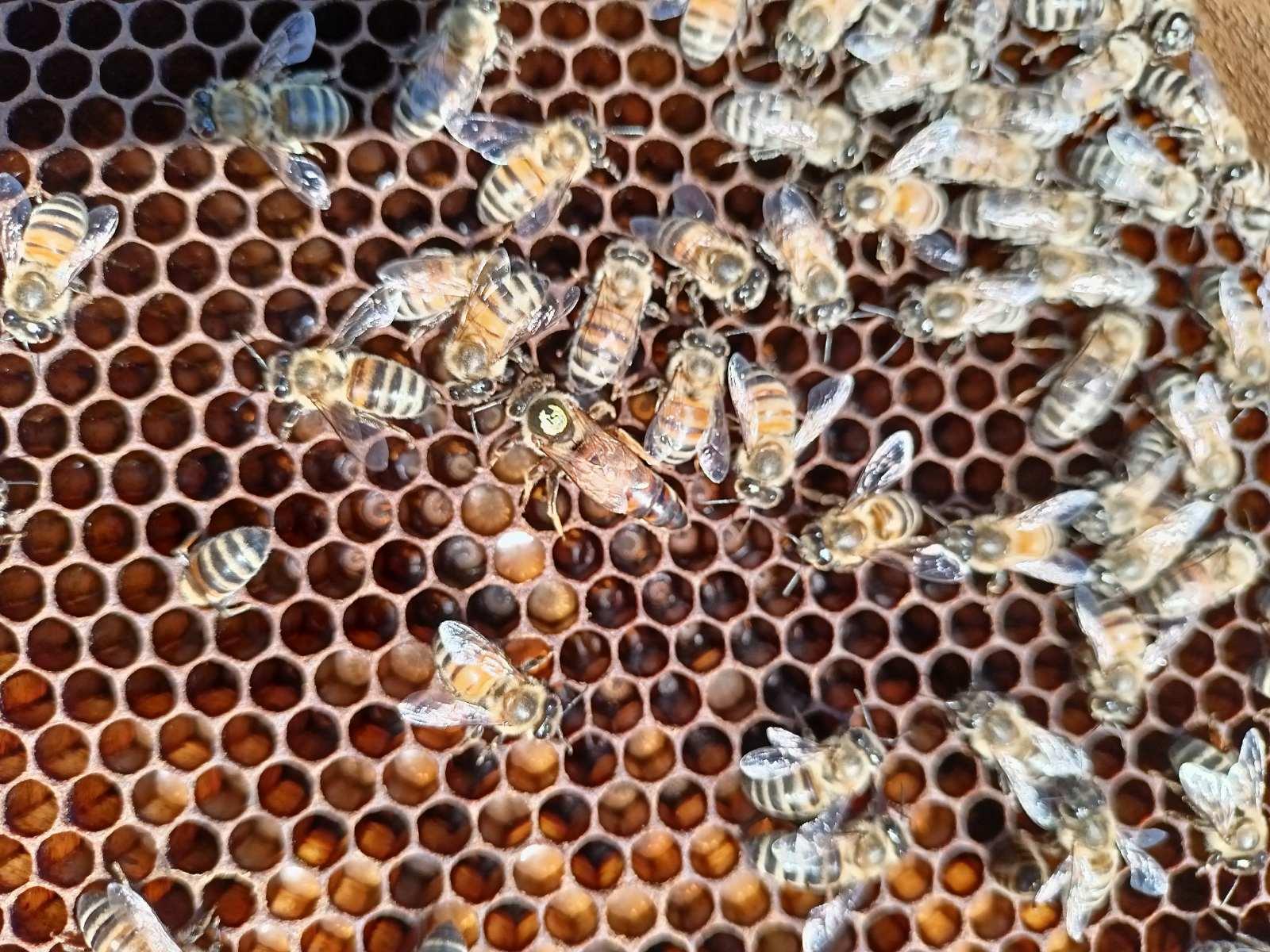 Fotografija iz pčelinjaka 13