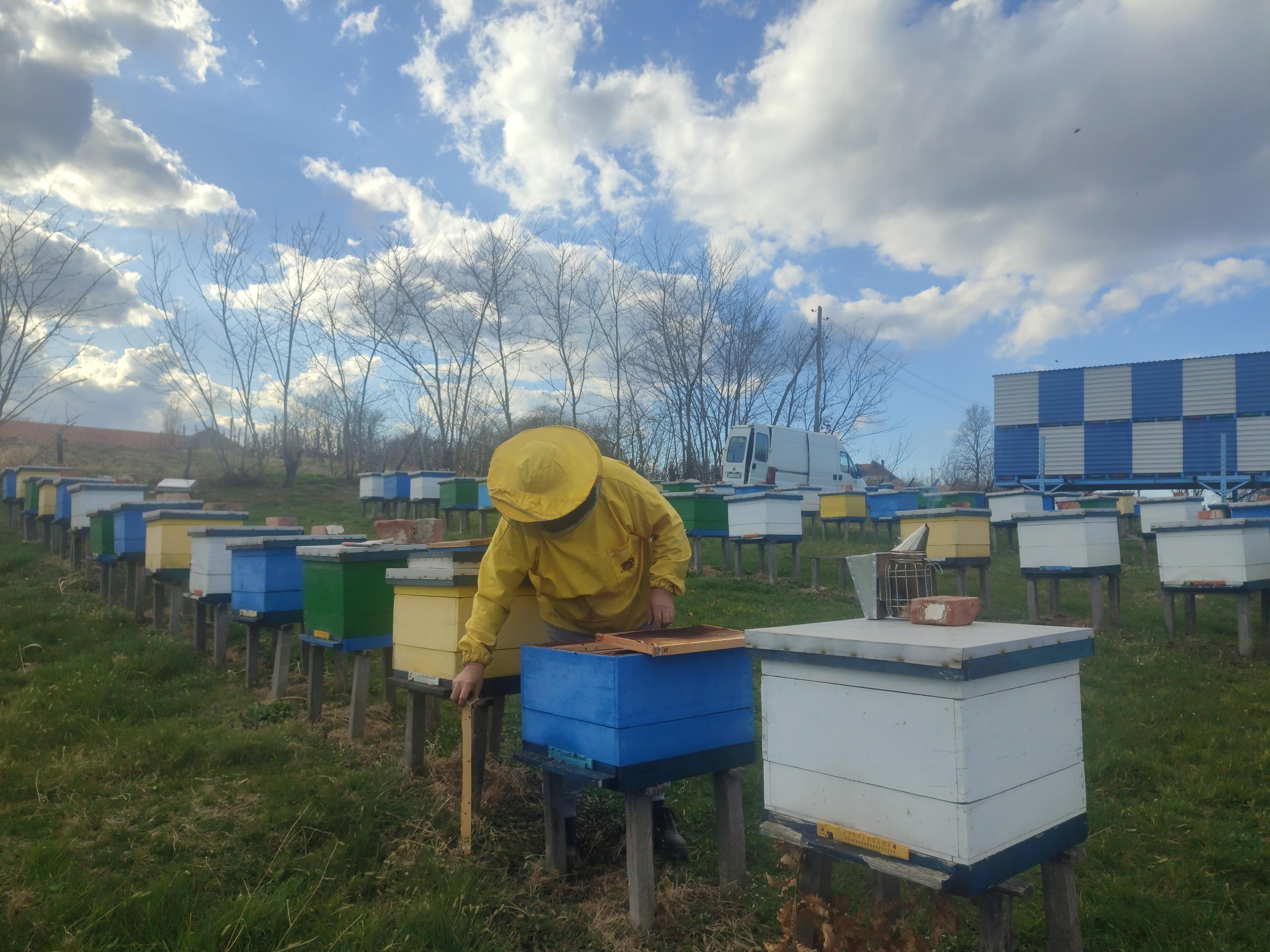 Pčelar na radu u pčelinjaku